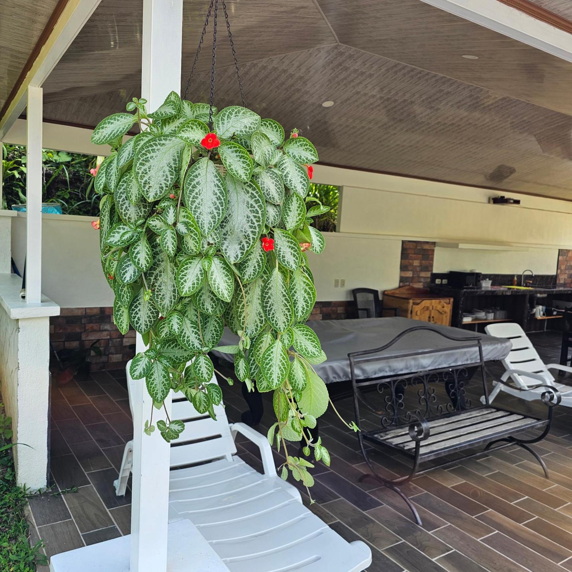 Lumbres Arenal Vila La Fortuna Exterior foto